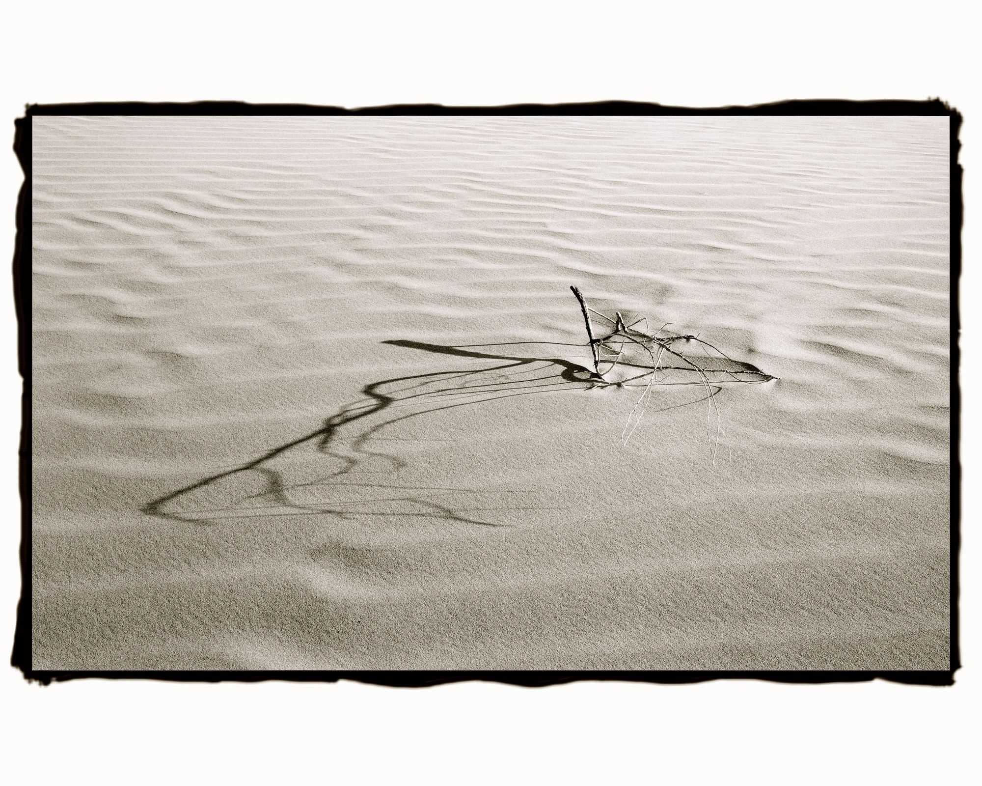 Branch In Dune — fine art print